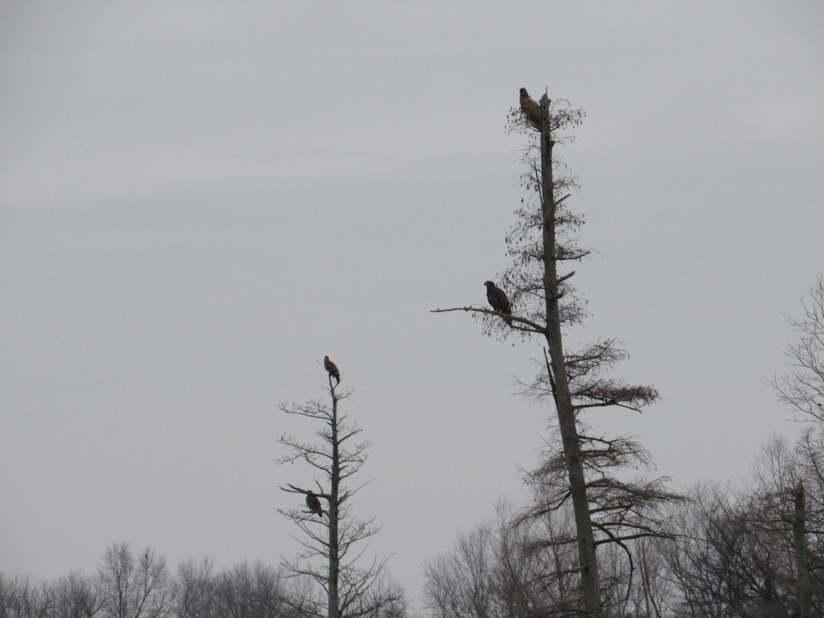 Weißkopf-Seeadler - ML132849811