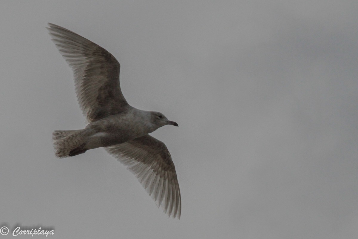 Iceland Gull (kumlieni) - ML132849891