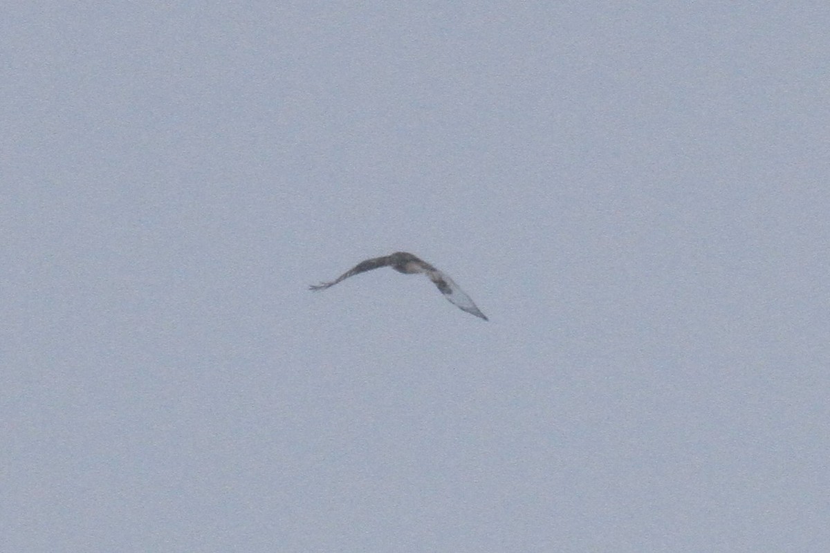 Rough-legged Hawk - ML132849981