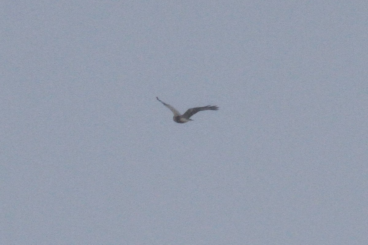 Rough-legged Hawk - ML132849991