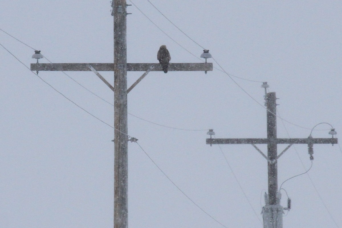 Rough-legged Hawk - ML132850011