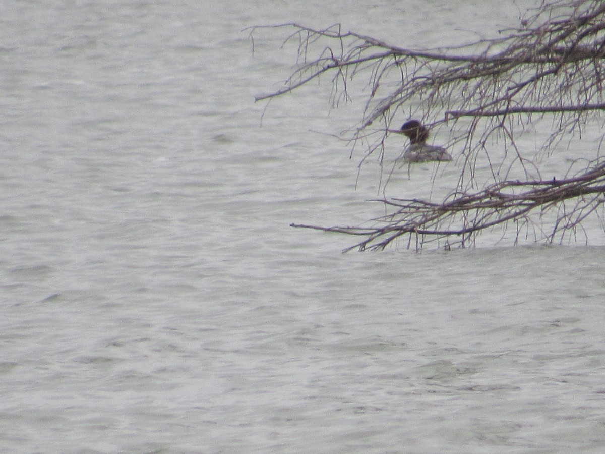 Common Merganser - ML132850131