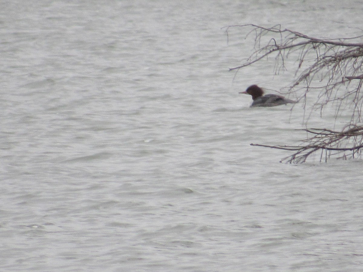 Common Merganser - ML132850141