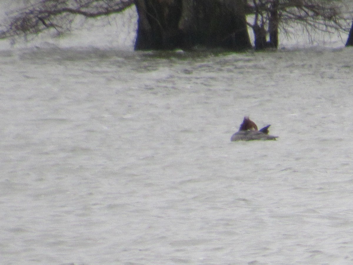 Common Merganser - ML132850151