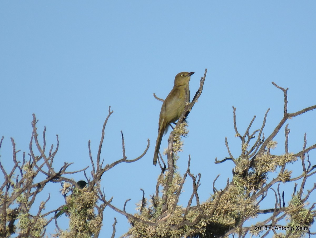 Bulbul de Zanzíbar - ML132850511