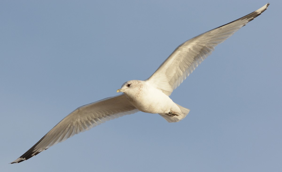 Kaio mokohoria - ML132850861