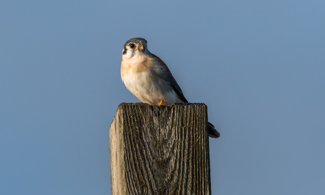 American Kestrel - ML132851621