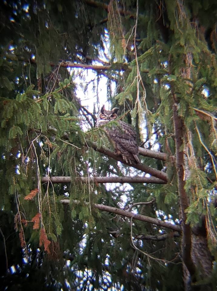 Great Horned Owl - ML132851721