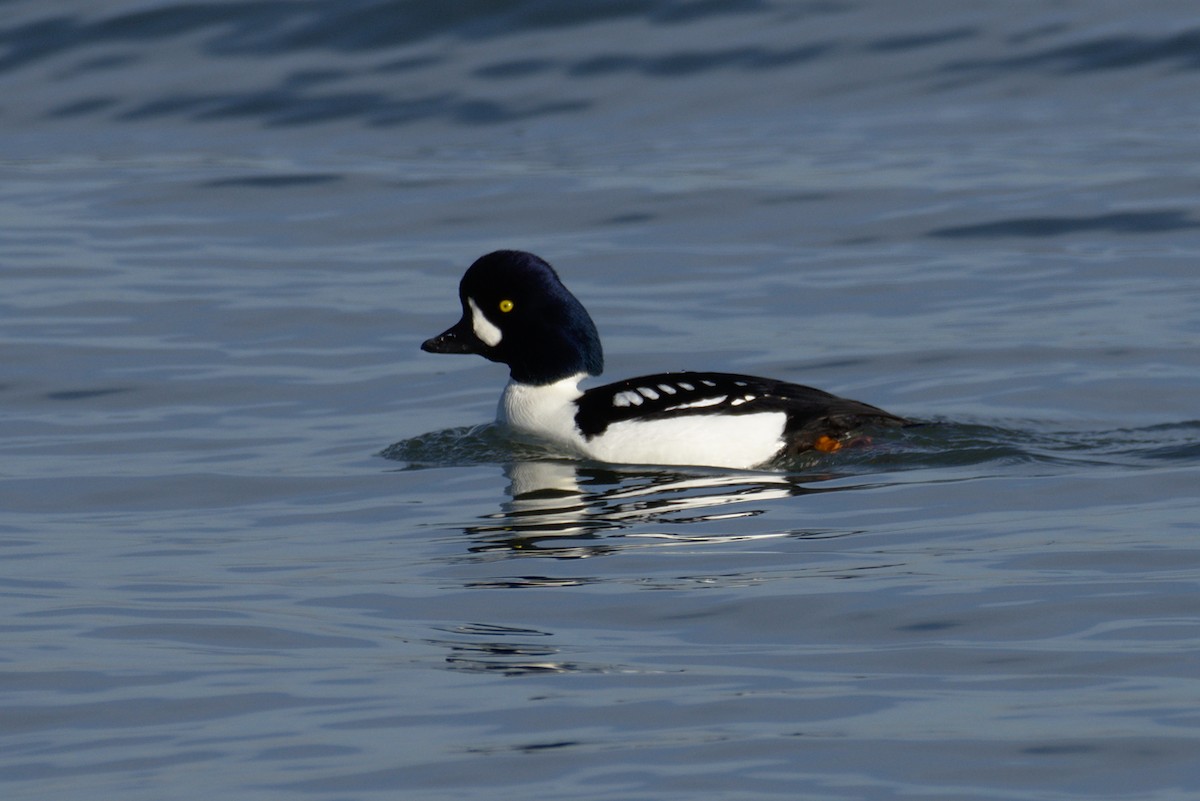 Barrow's Goldeneye - ML132853241