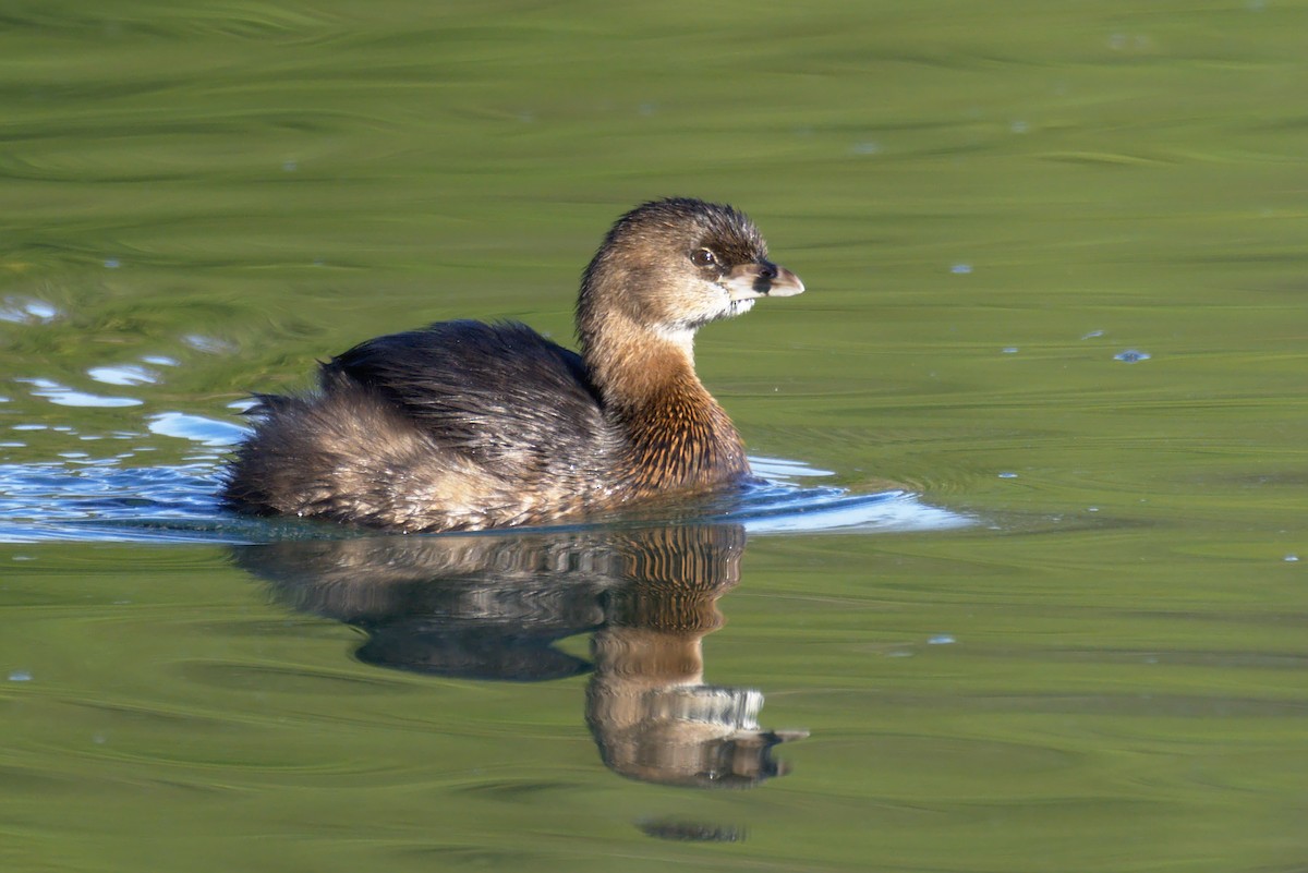 Pied-billed Grebe - ML132853291