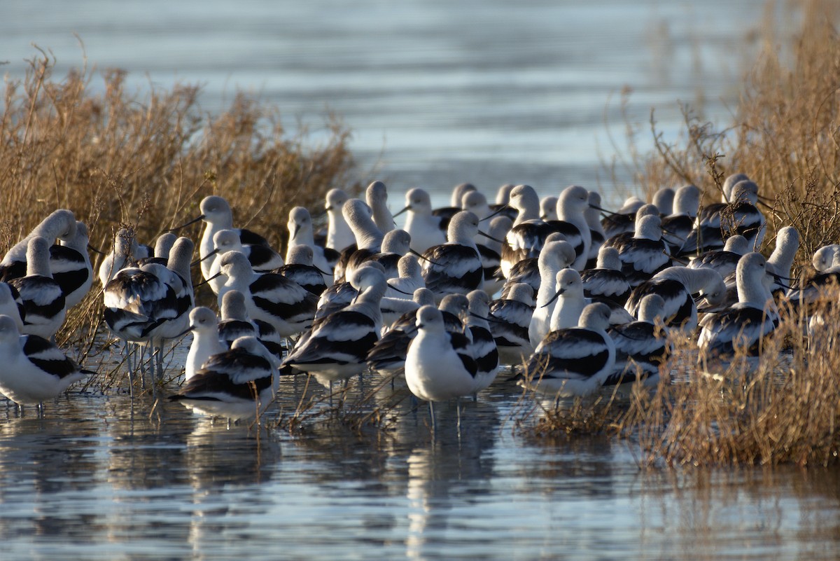 American Avocet - ML132853511