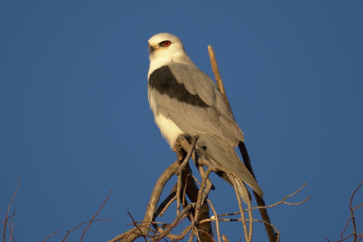 White-tailed Kite - Richard Trinkner