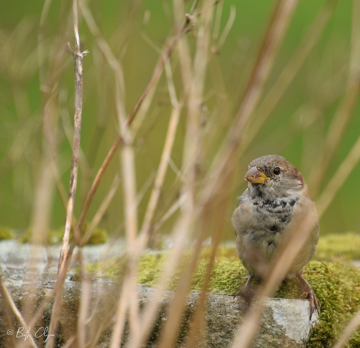 Moineau domestique - ML132854361