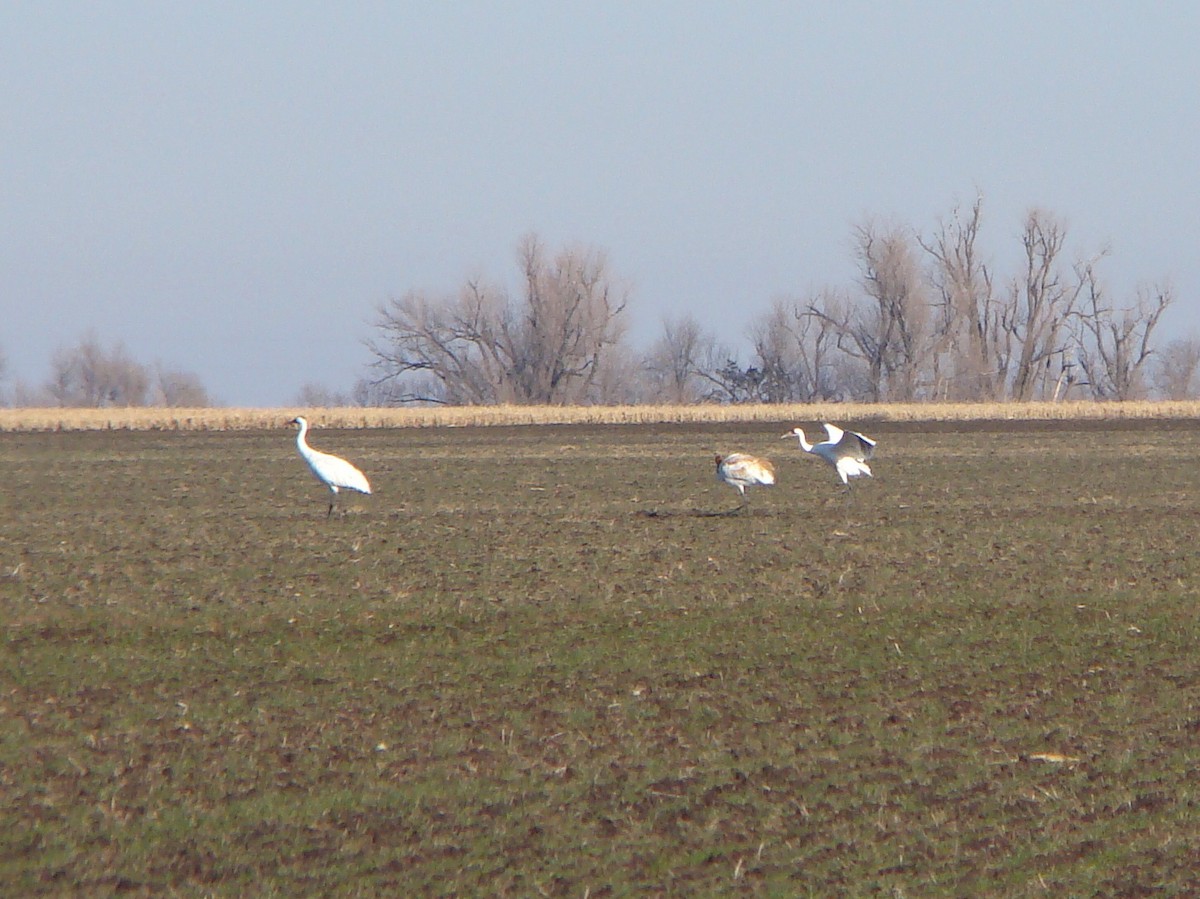 Whooping Crane - ML132854421