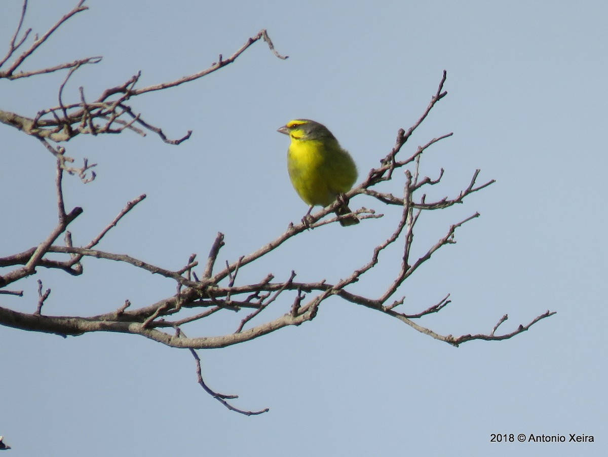 Yellow-fronted Canary - ML132854551