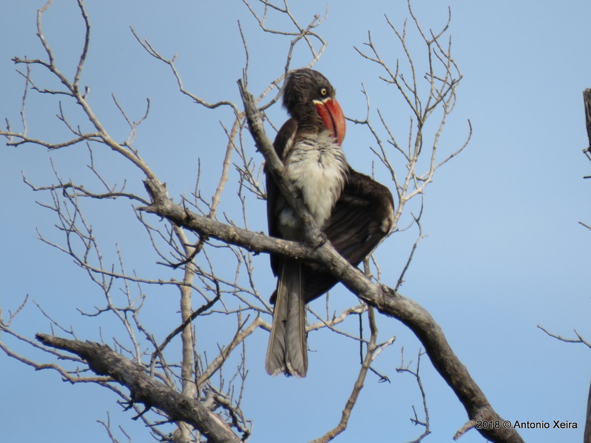 Crowned Hornbill - ML132855091