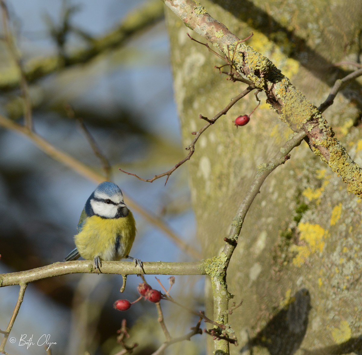 Eurasian Blue Tit - ML132857681