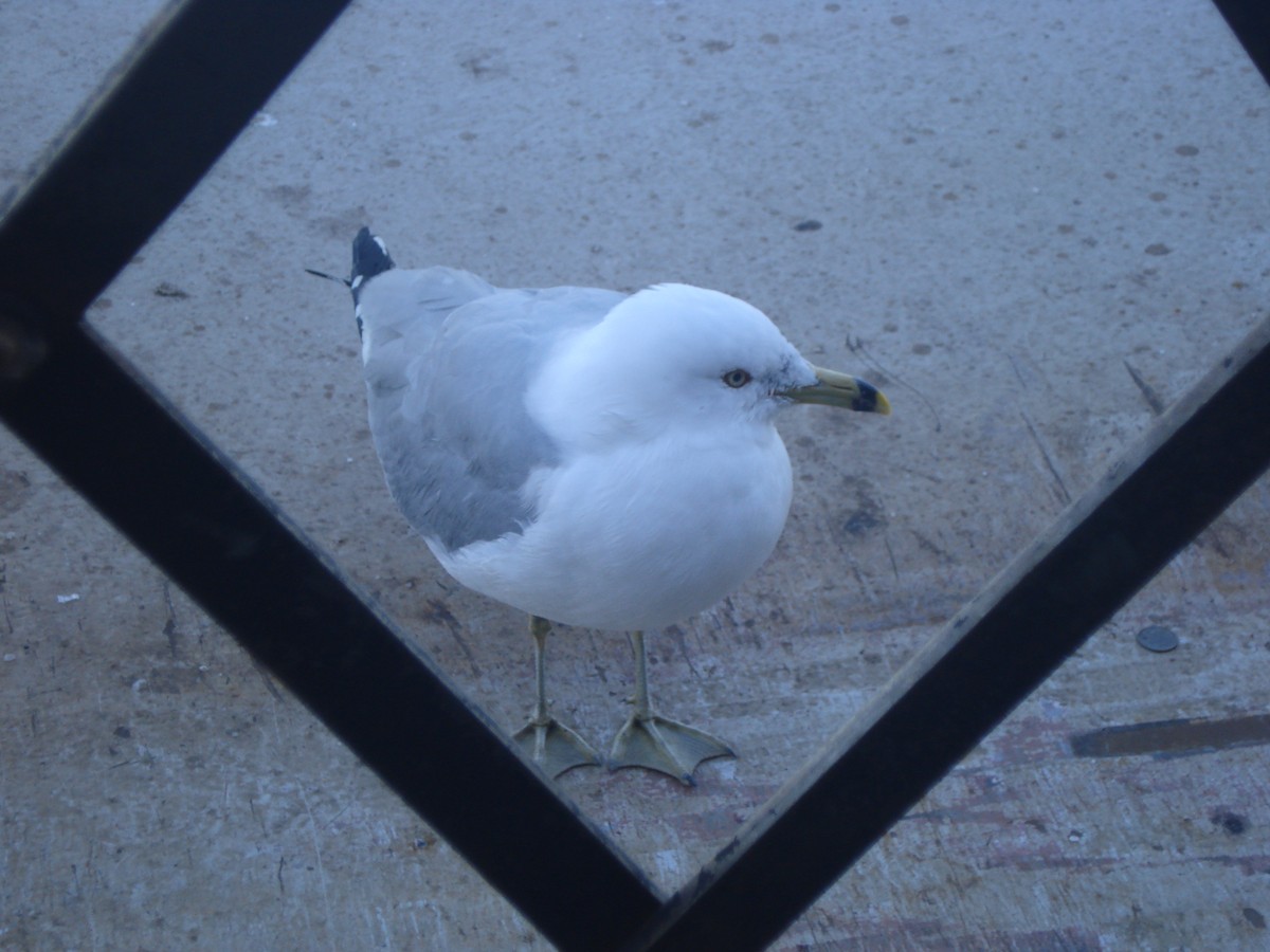 Ring-billed Gull - ML132858351