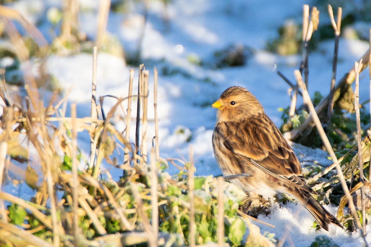 Twite - ML132860501