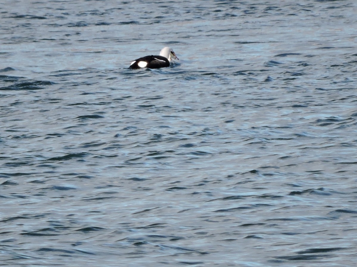 Eider à tête grise - ML132861221