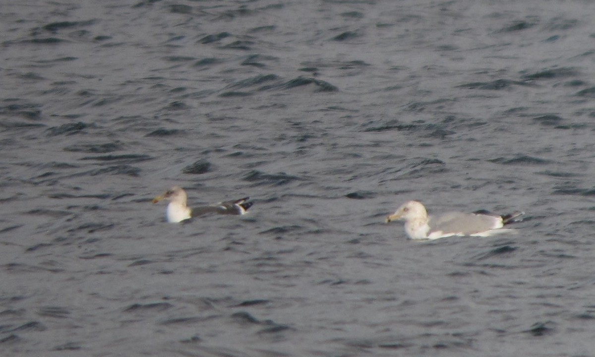 Lesser Black-backed Gull - ML132861521