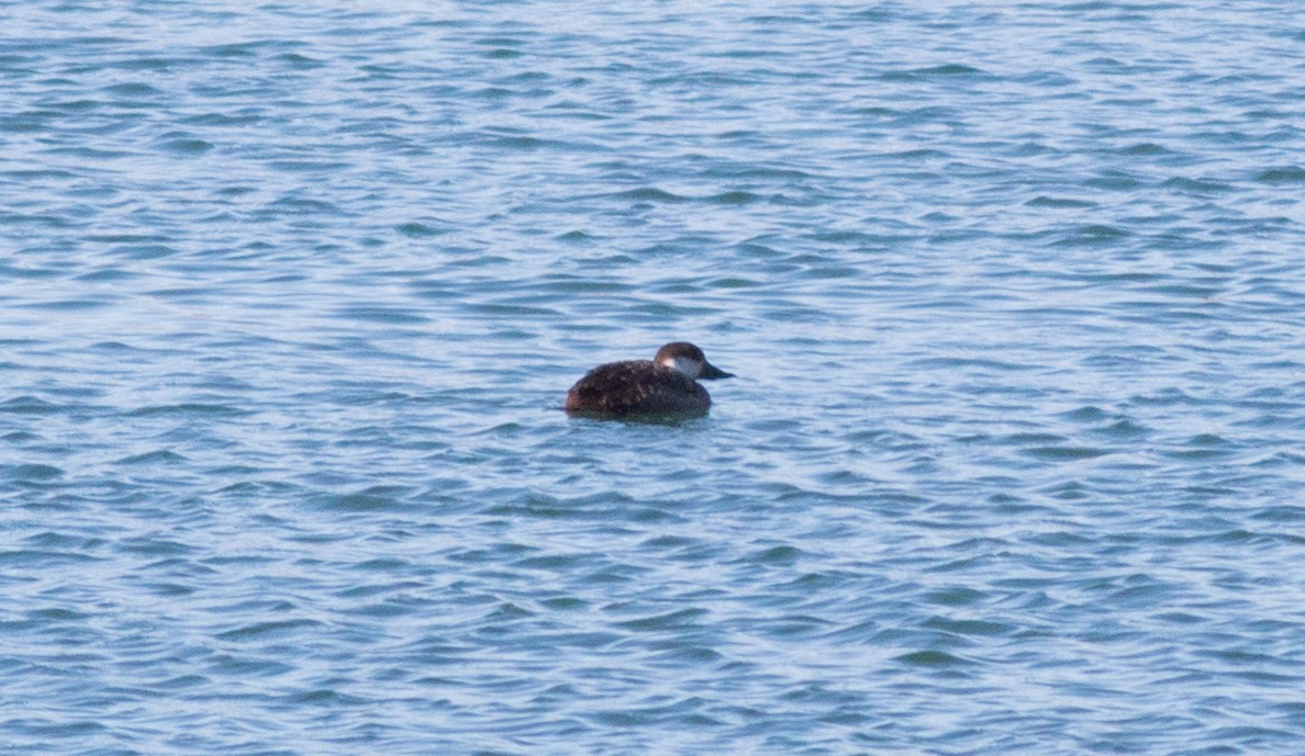 Black Scoter - ML132861681