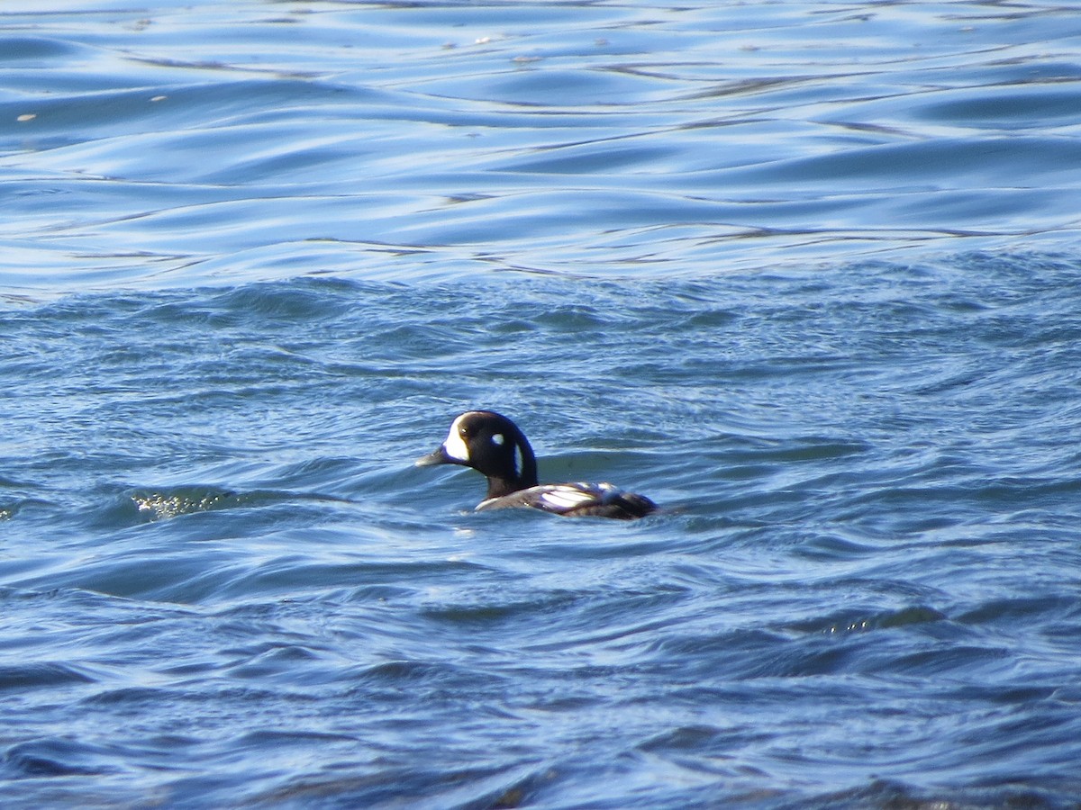 Harlequin Duck - ML132863021