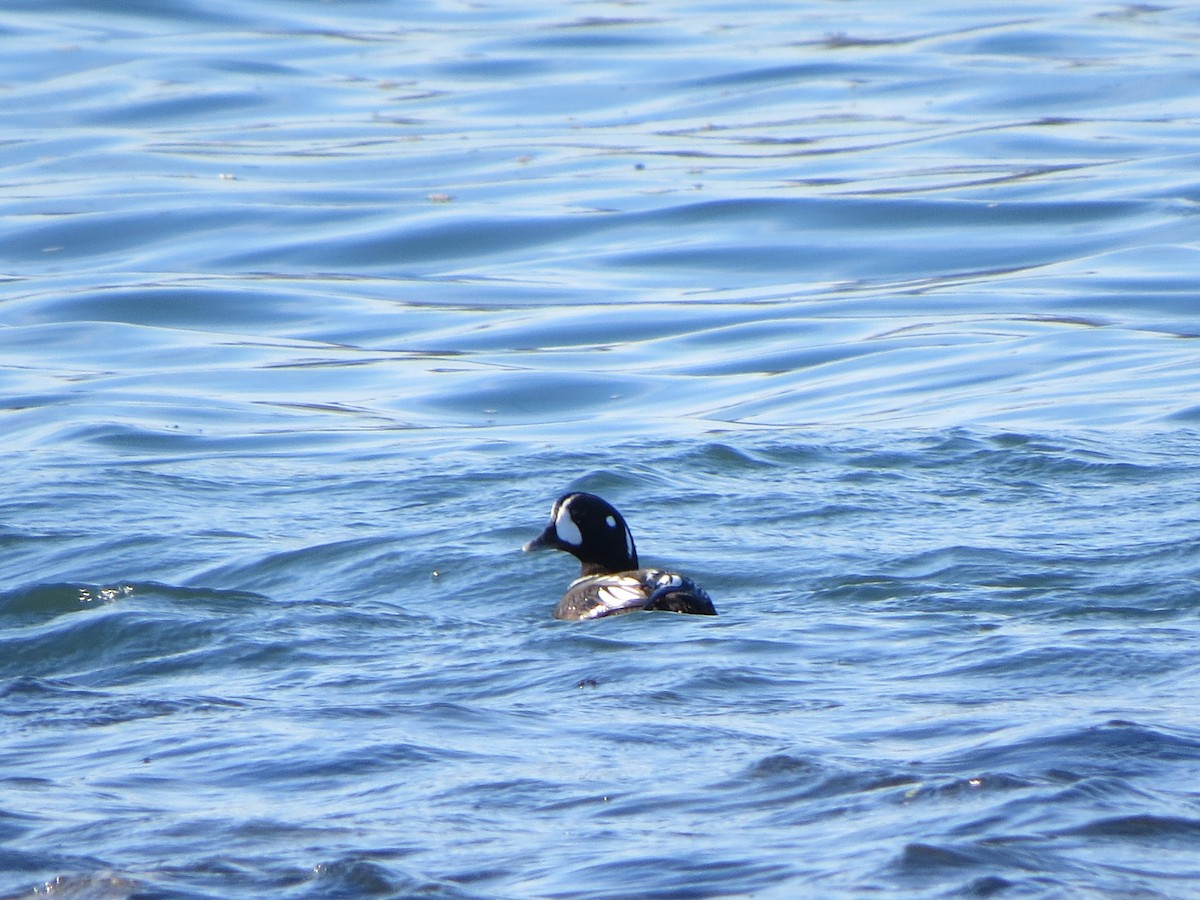 Harlequin Duck - ML132863051