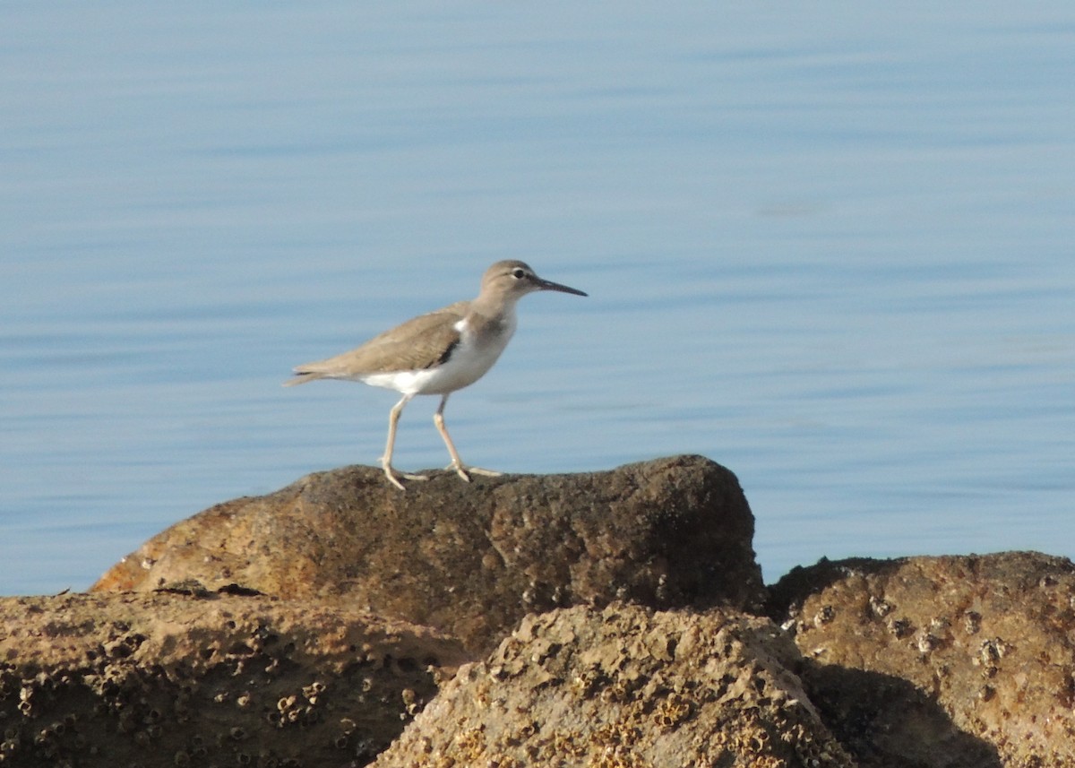 Spotted Sandpiper - Rodrigo Quadros