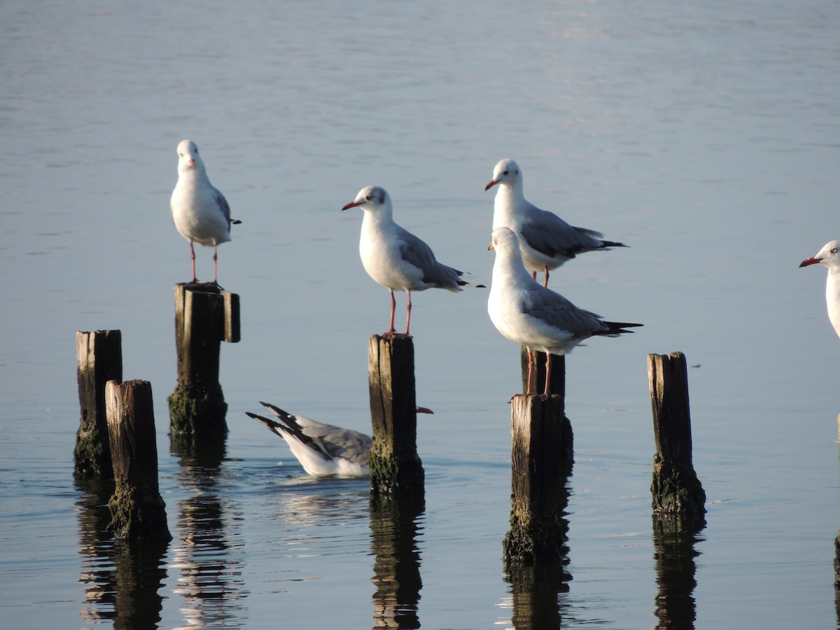 Gray-hooded Gull - ML132863521