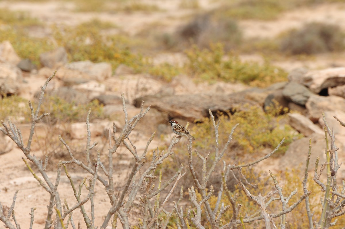 Spanish Sparrow - Erik Martin