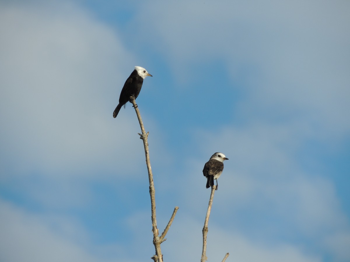 White-headed Marsh Tyrant - ML132864101