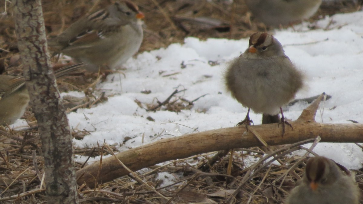 White-crowned Sparrow - Kent Coe