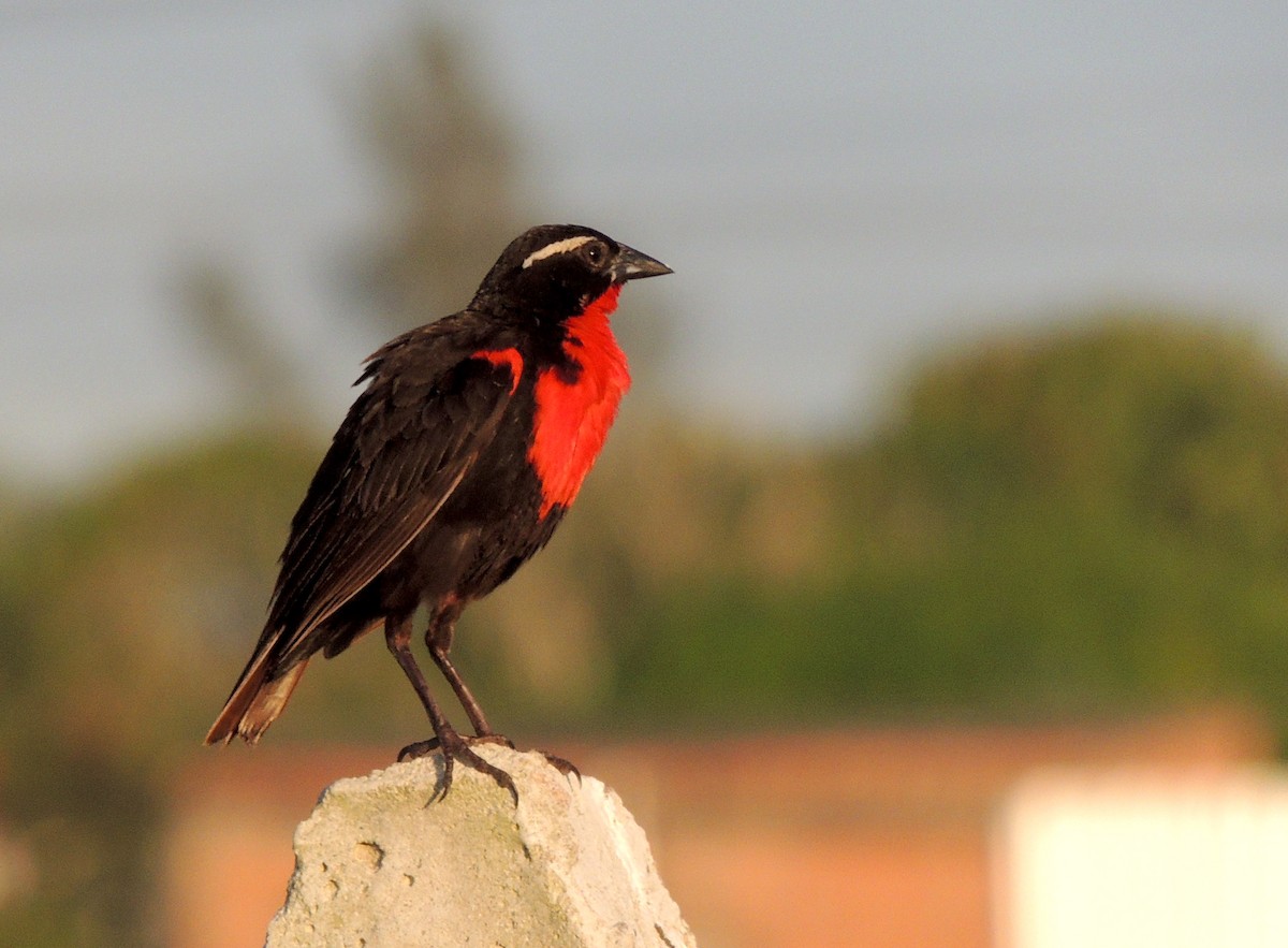 White-browed Meadowlark - ML132864461