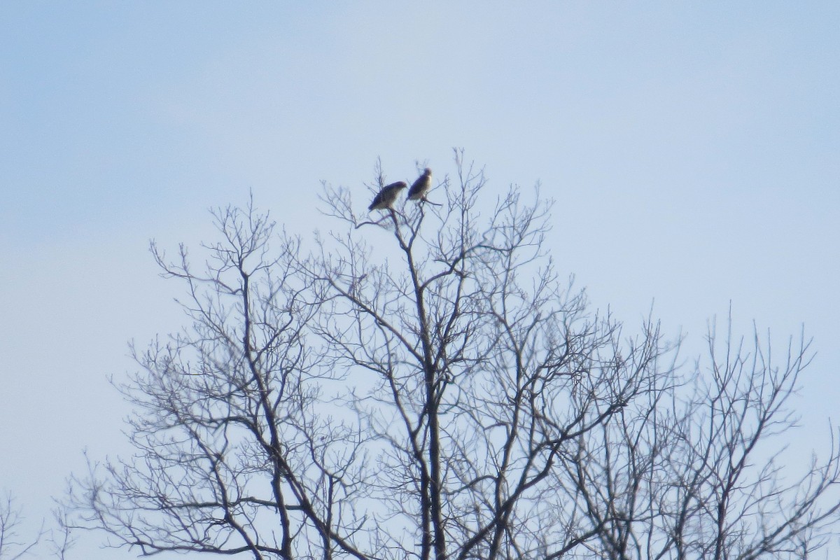 Red-tailed Hawk - ML132864691