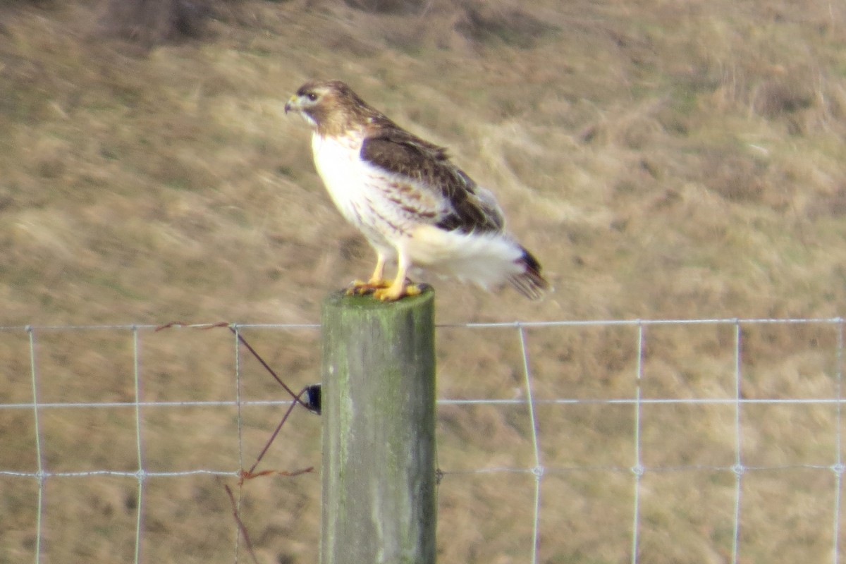 Red-tailed Hawk - ML132864711