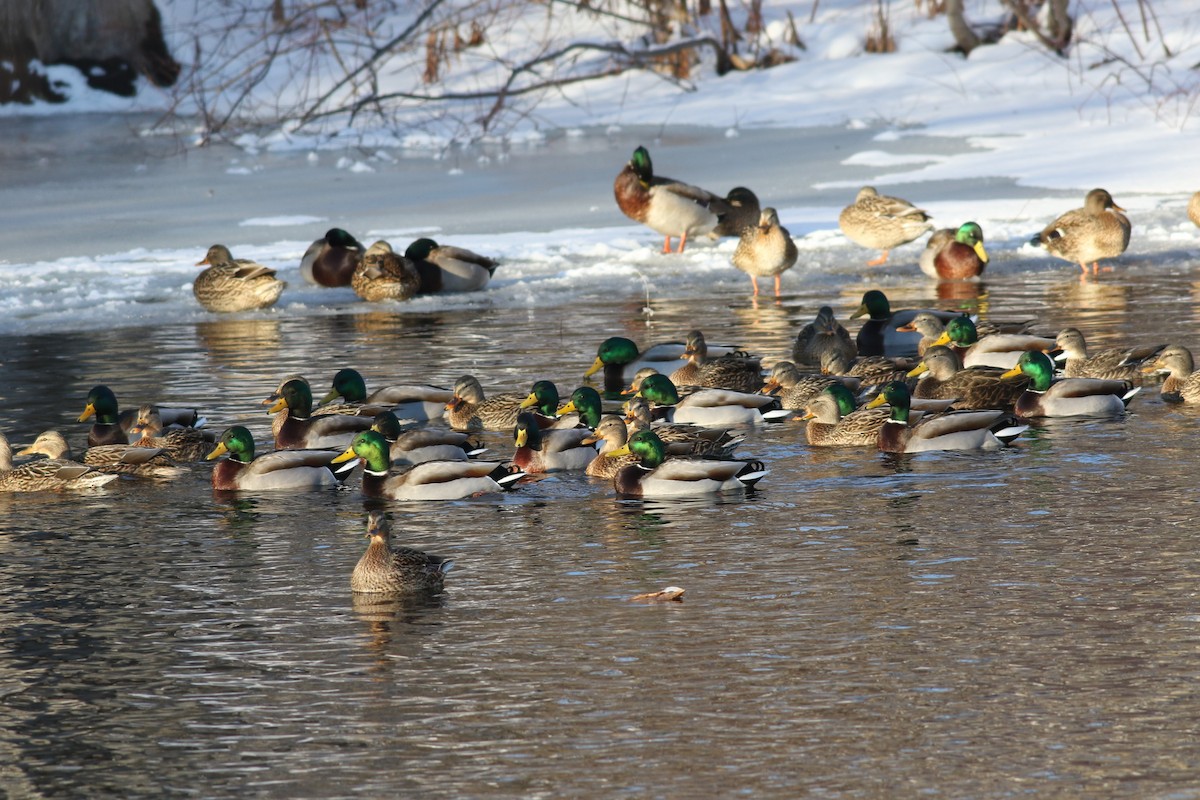 Canard colvert - ML132865751