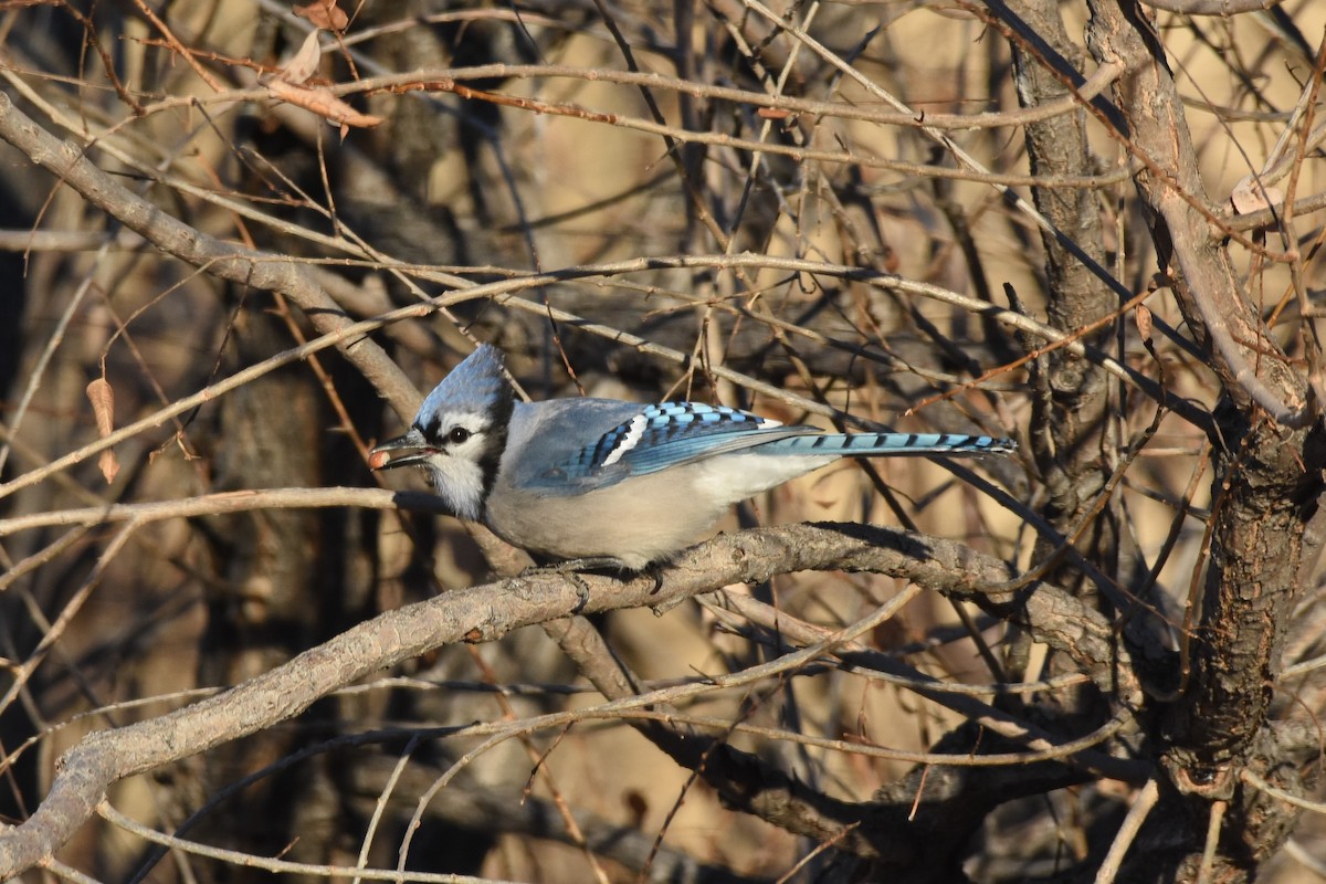 Blauhäher - ML132868441