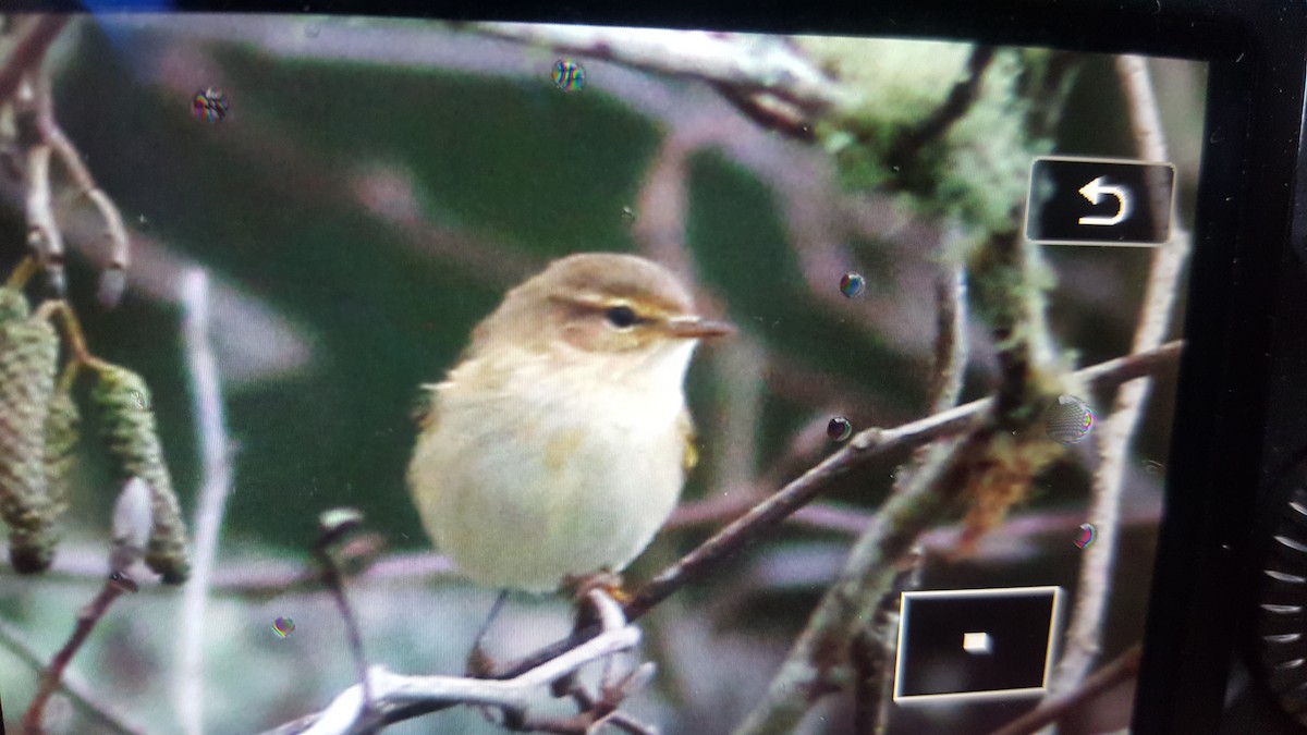 Common Chiffchaff - Ana Mendonça