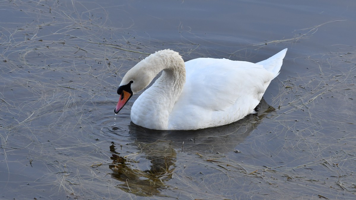 Mute Swan - ML132869011