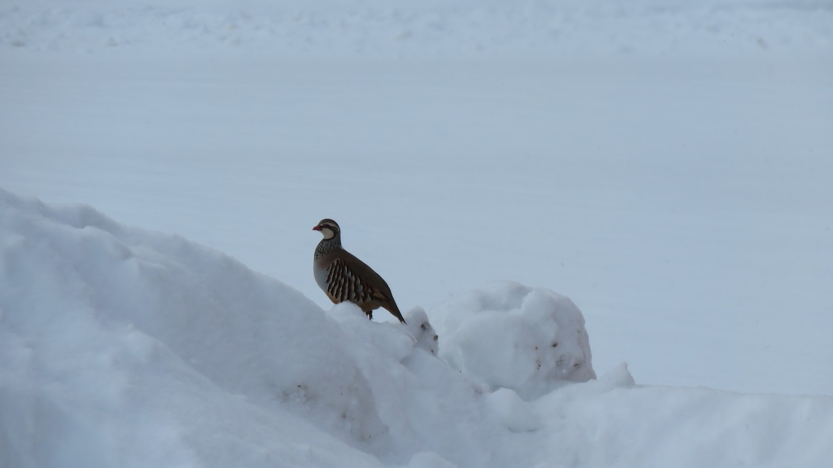 Red-legged Partridge - ML132870061