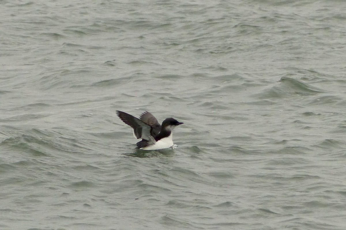 Thick-billed Murre - ML132870291
