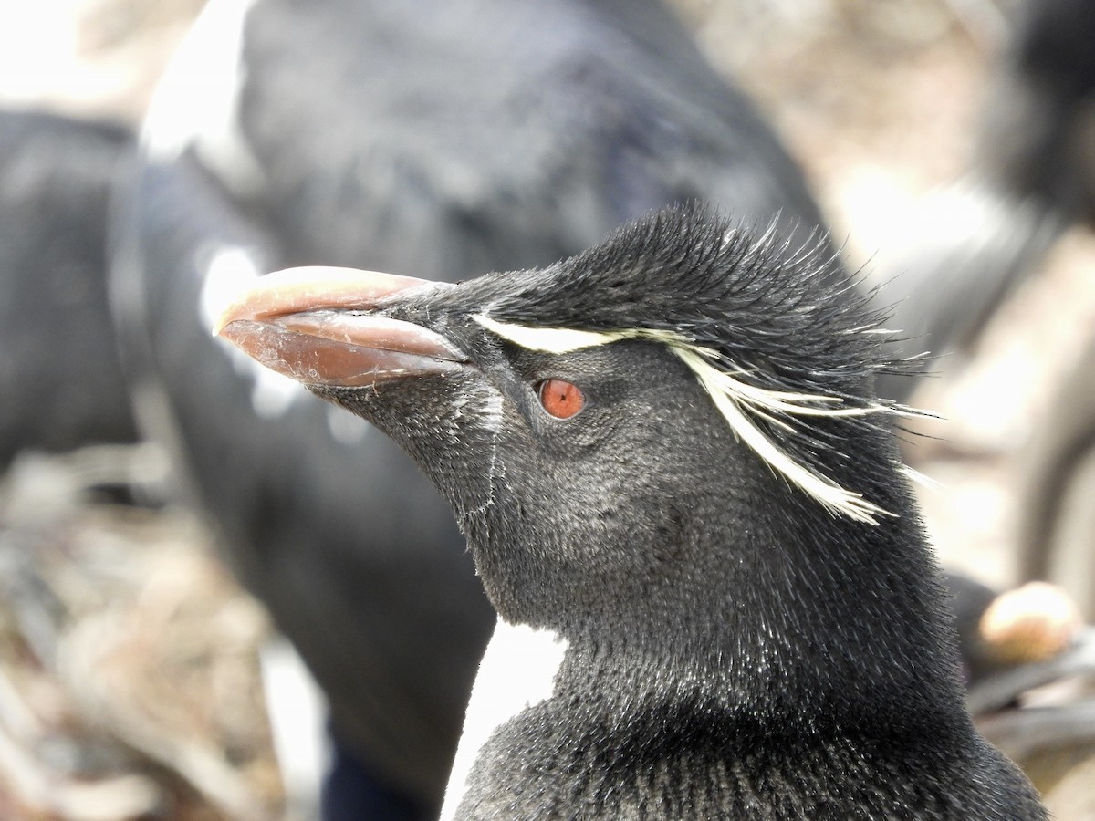 Pingüino Saltarrocas Meridional - ML132871091