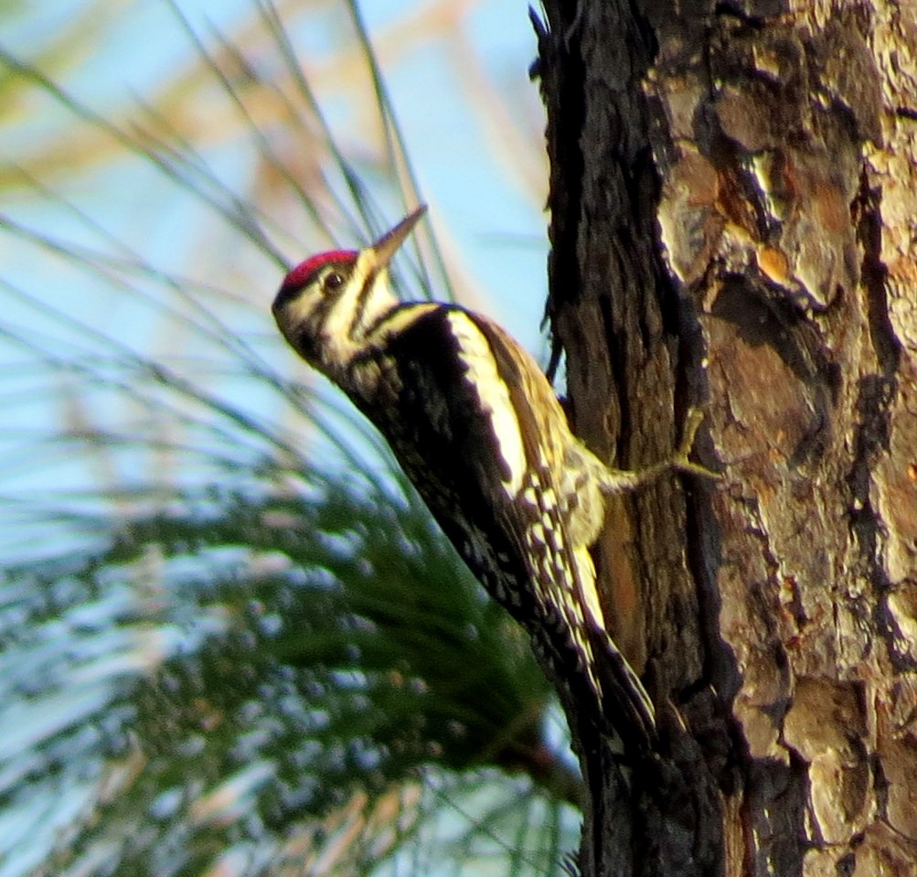 Yellow-bellied Sapsucker - ML132871491