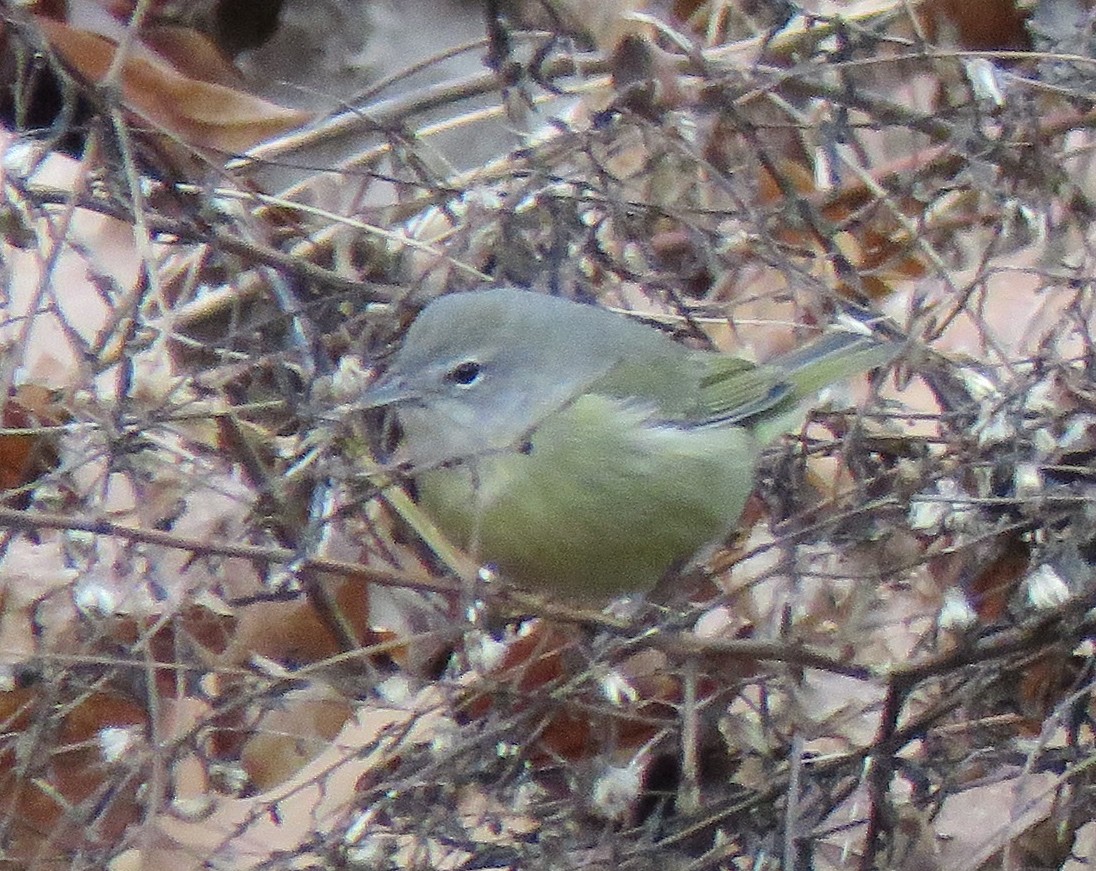 Orange-crowned Warbler - ML132873361