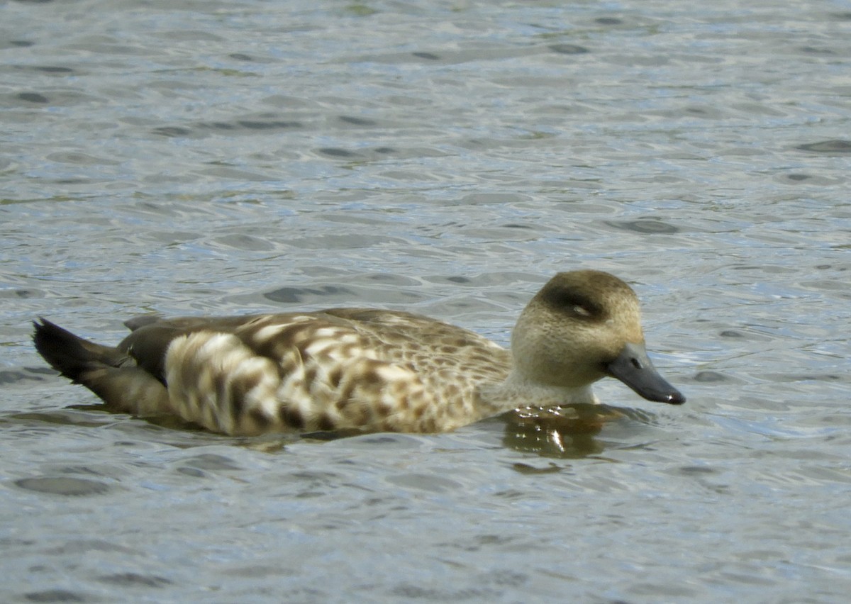 Crested Duck - ML132873531