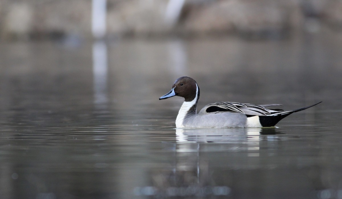 Northern Pintail - Charlotte Farrell