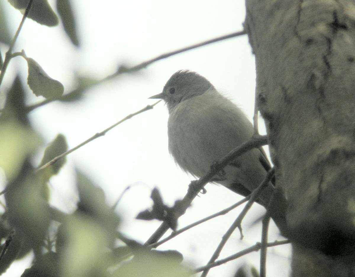 Lucy's Warbler - ML132876041