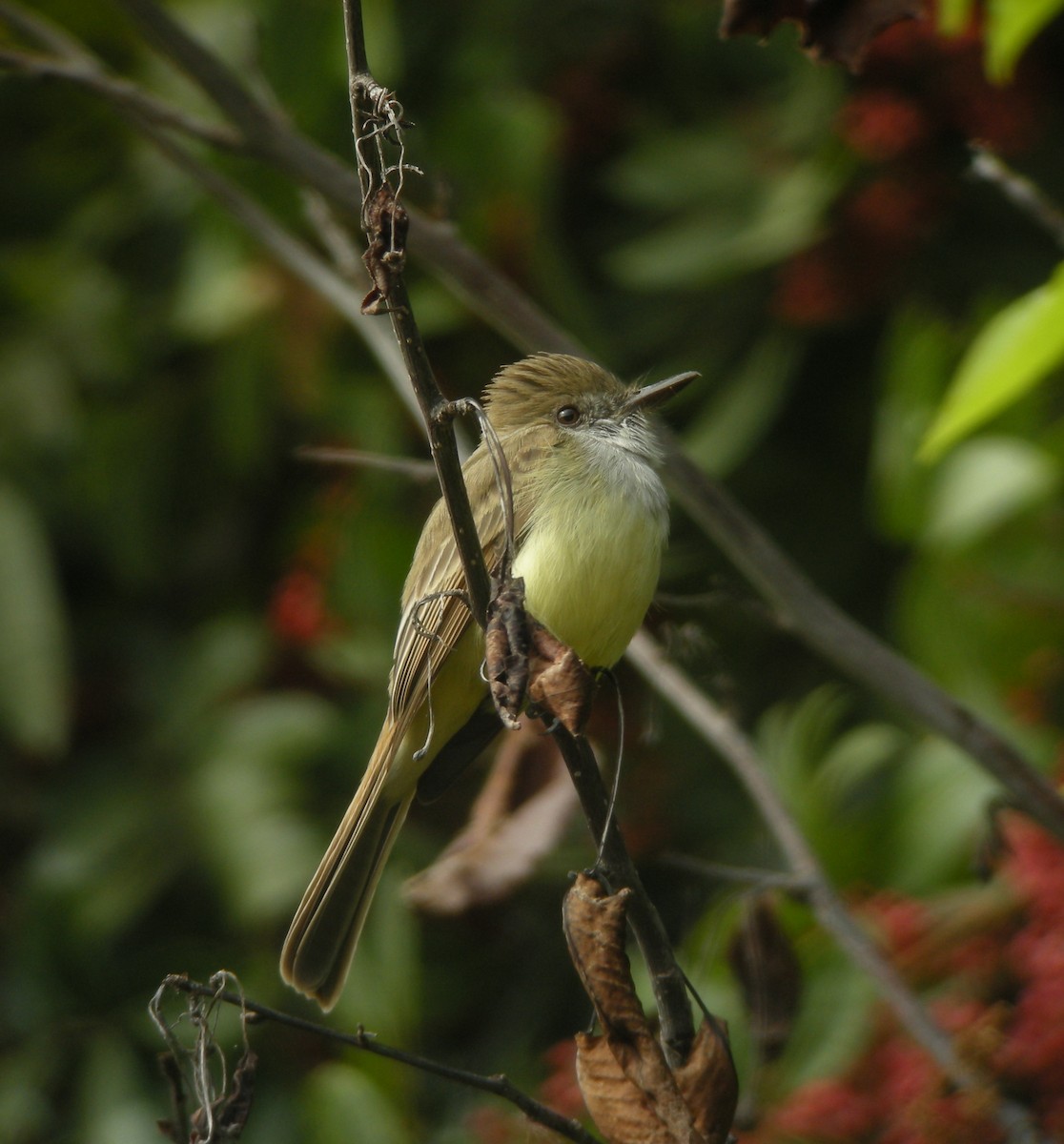 Dusky-capped Flycatcher (olivascens) - ML132876051
