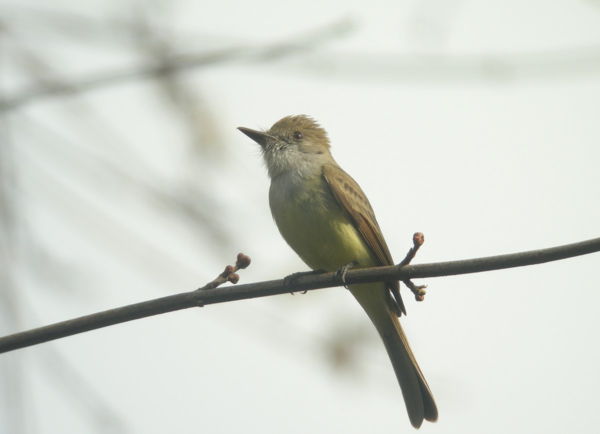 Dusky-capped Flycatcher (olivascens) - ML132876061